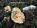 Hydnellum aurantiacum-amf912